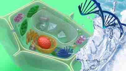 Wissenschaftliche Illustration einer Zelle mit Wasser und DNA-Struktur