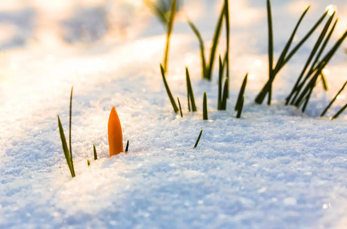 Orange Schneeglöckchen durchbrechen weiße Schneedecke im Winter