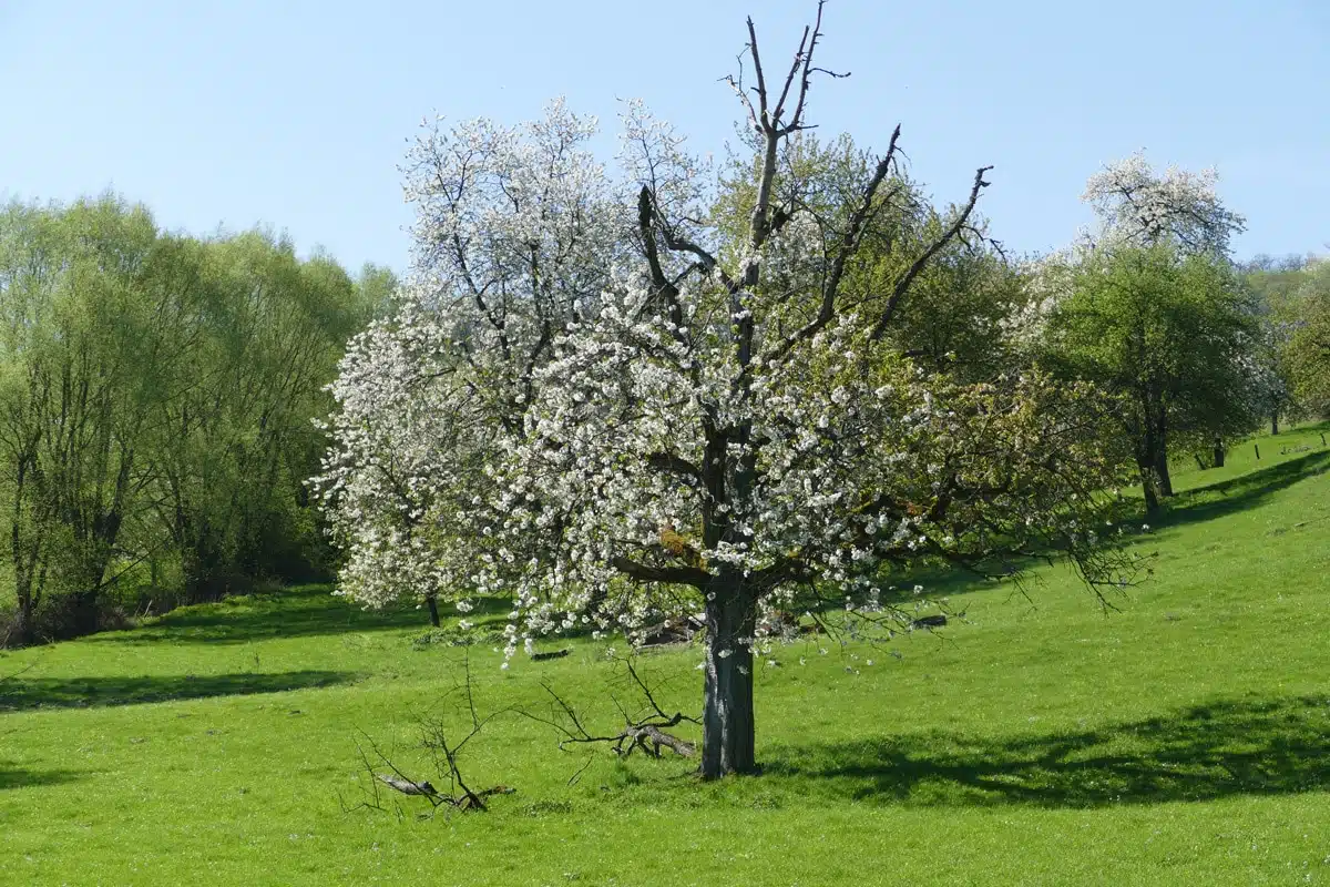 Blühender Kirschbaum mit weißen Blüten auf grüner Wiese im Frühling