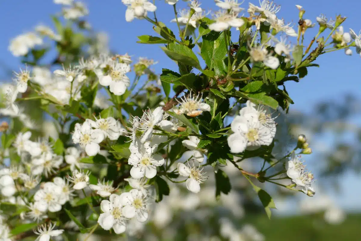 Weiße Weißdornblüten in Nahaufnahme vor unscharfem Hintergrund