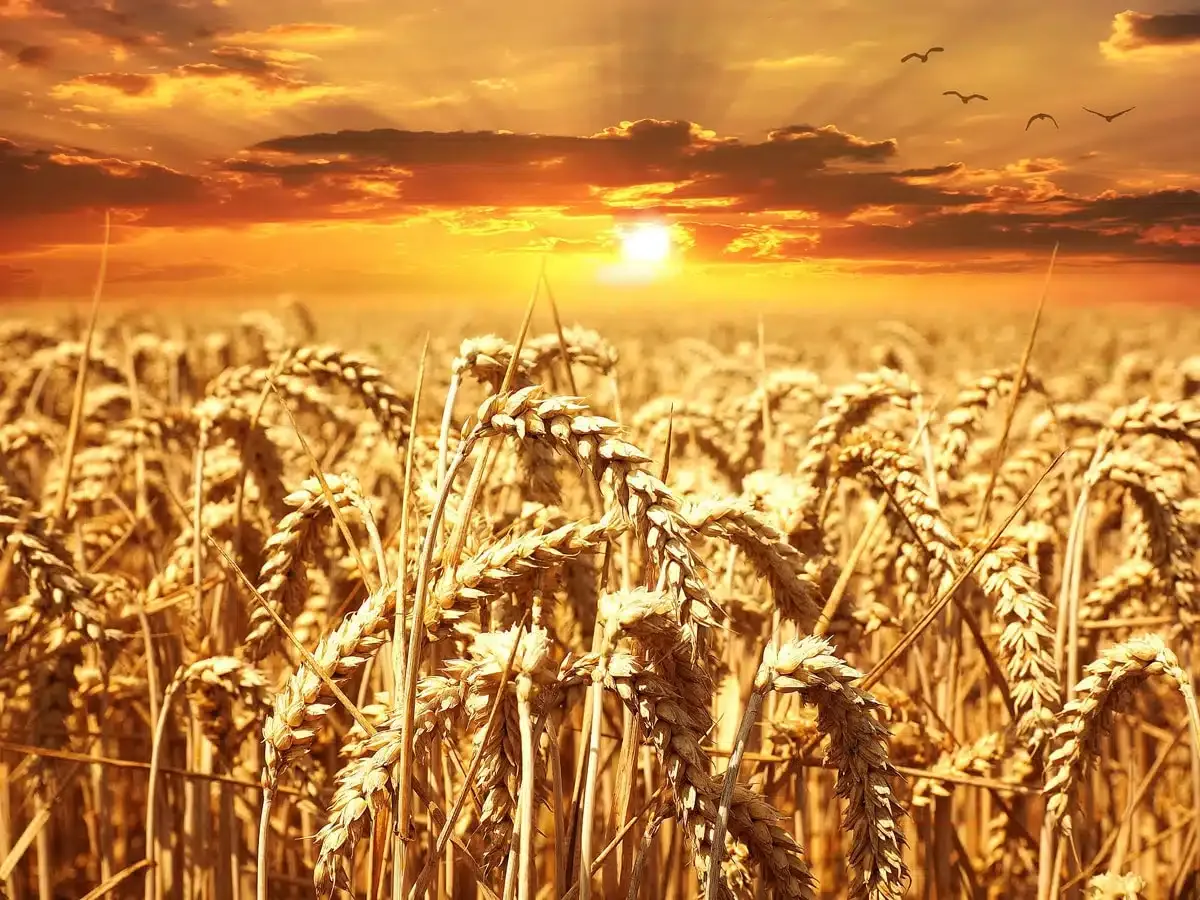 Reifes Getreidefeld in goldener Stunde mit Sonnenuntergang, Lughnasadh Ernte