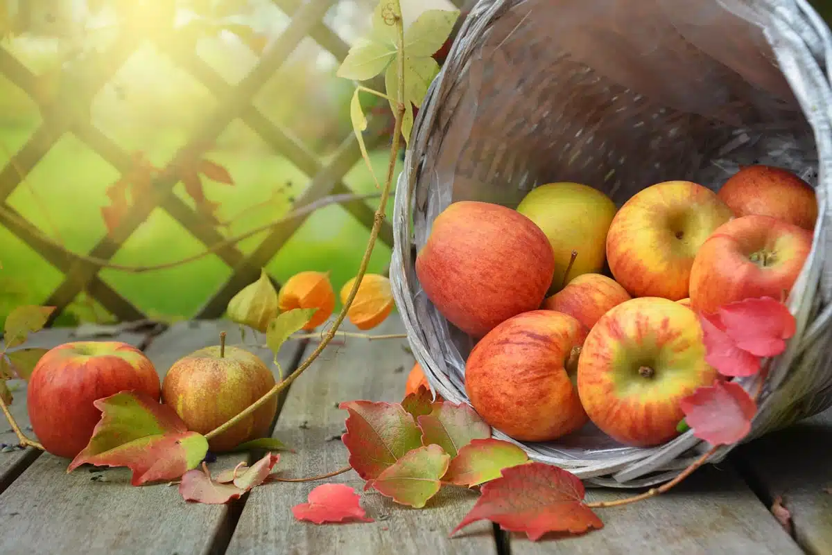 Apfelkorb überfliesst mit roten und grünen Äpfeln, Herbstlaub, Mabon Herbsttagundnachtgleiche