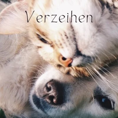 Symbolbild Verzeihen: Katze und Hund nähern sich an