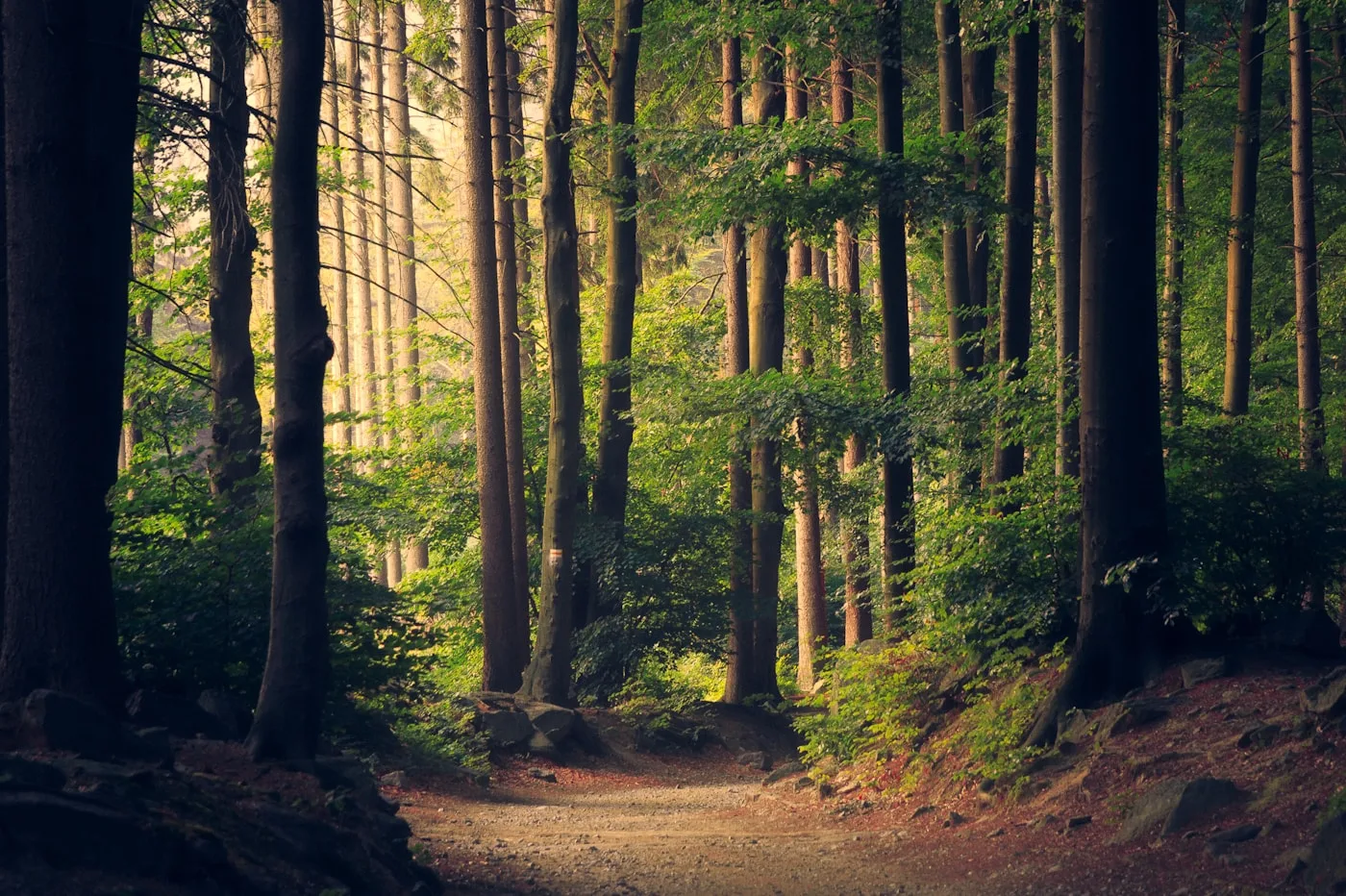 Waldweg mit Sonnenlicht als Symbol für persönlichen rauchfreien Weg