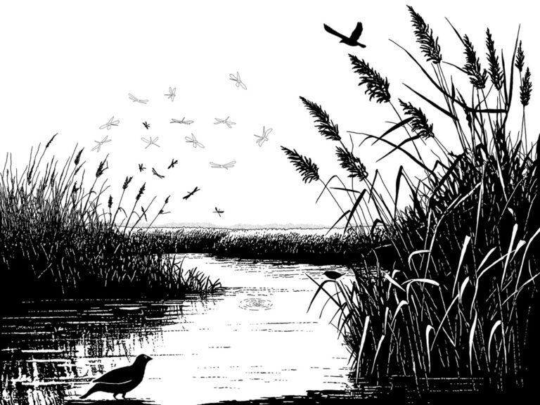 Schwarz-Weiß Illustration Schilfgras und Gewässer mit Vogel und Insekten