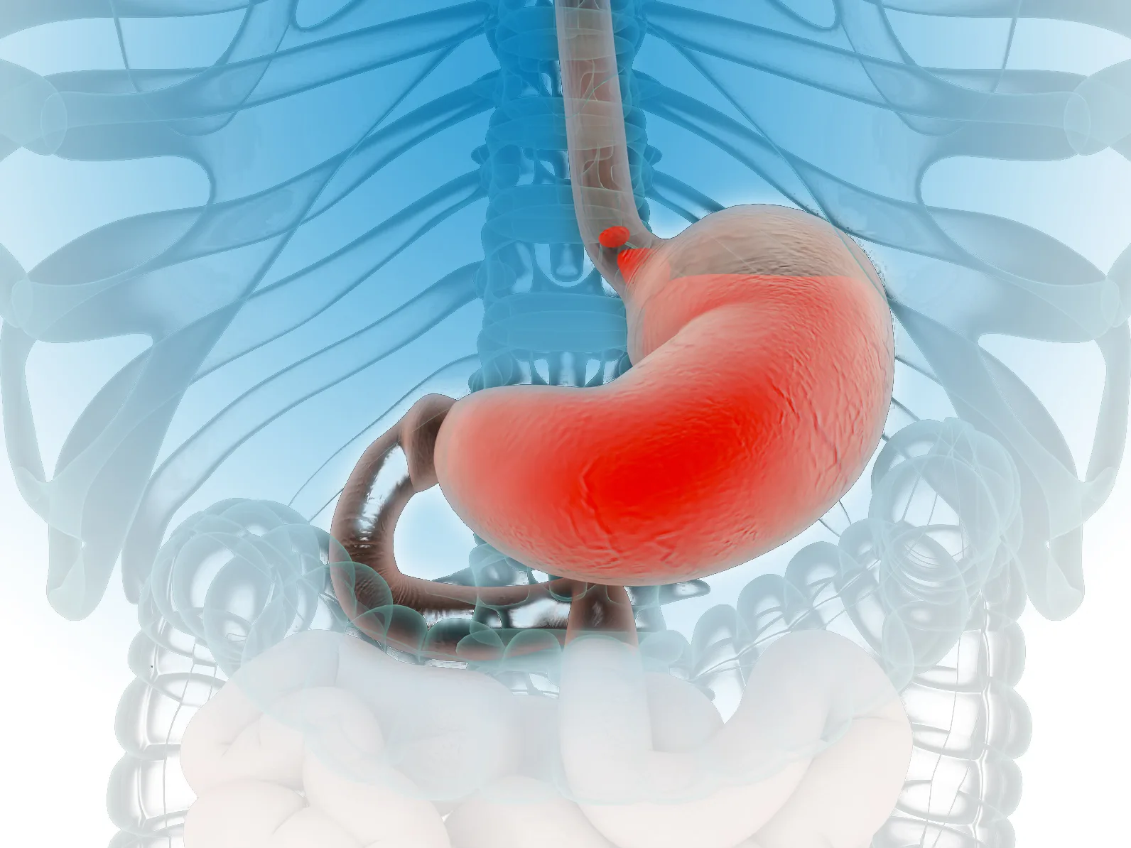 Medizinische 3D-Illustration des Magens mit Entzündungseffekt auf anatomischem Skelett-Hintergrund