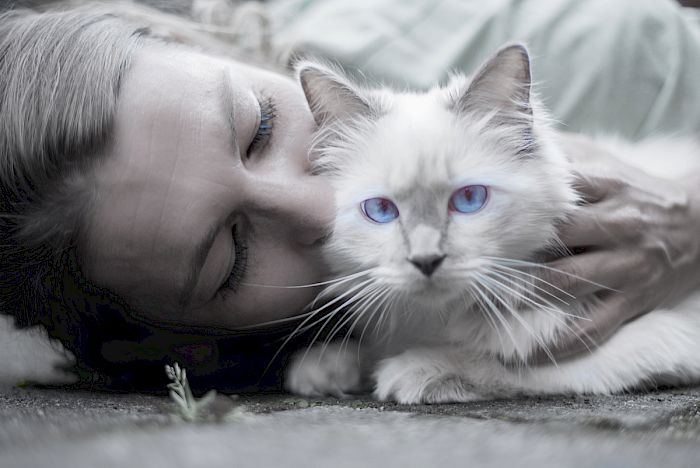 Frau küsst weiße Katze mit blauen Augen – Liebe und Sterbebegleitung
