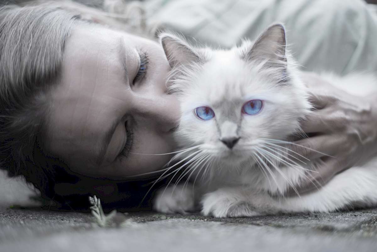 Frau küsst weiße Katze mit blauen Augen – Liebe und Sterbebegleitung