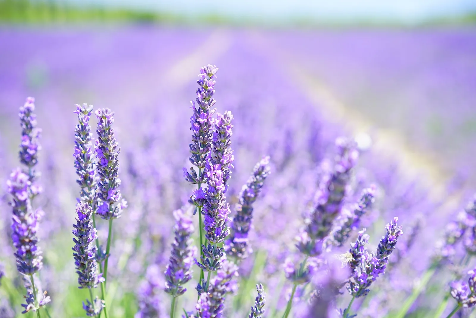 Nahaufnahme violetter Lavendelblüten in Feld mit verschwommenem Hintergrund