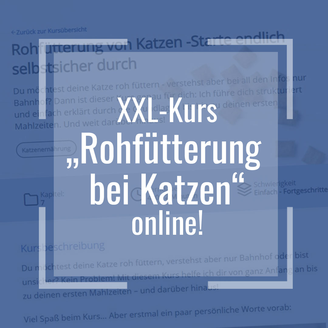 Social-Media-Banner: Text XXL-Kurs Rohfütterung bei Katzen online auf blauem unscharfem Hintergrund mit Kursinhalten