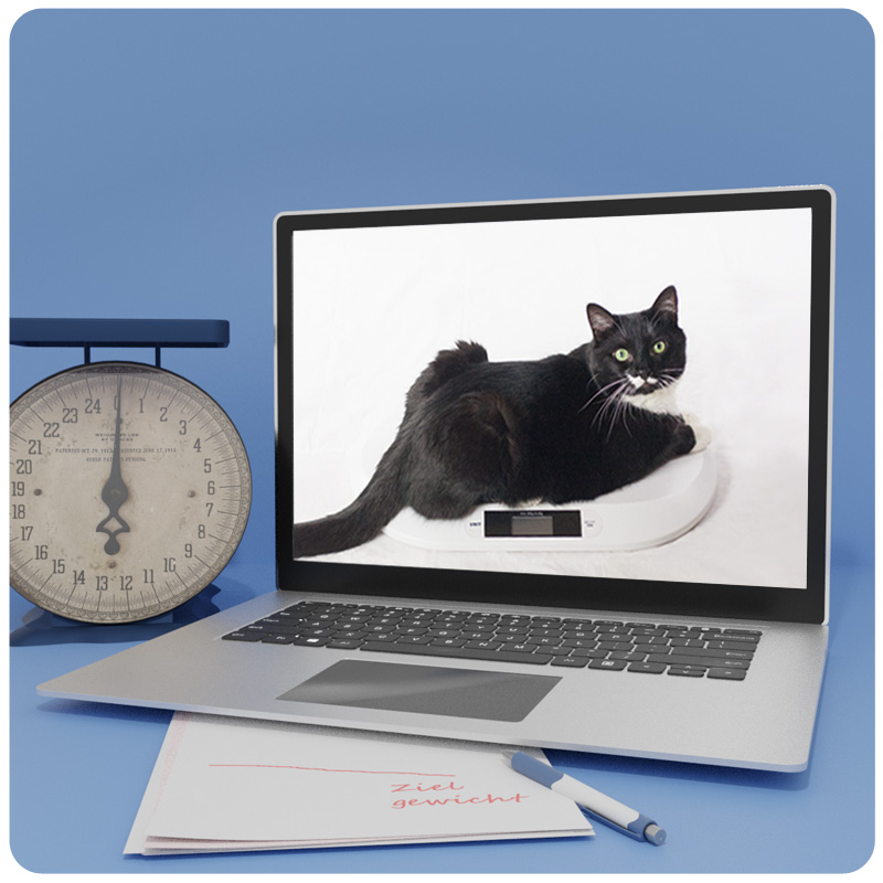 Mockup: Laptop mit schwarzer Katze auf Waage, daneben analoge Waage und Notizbuch auf blauem Hintergrund