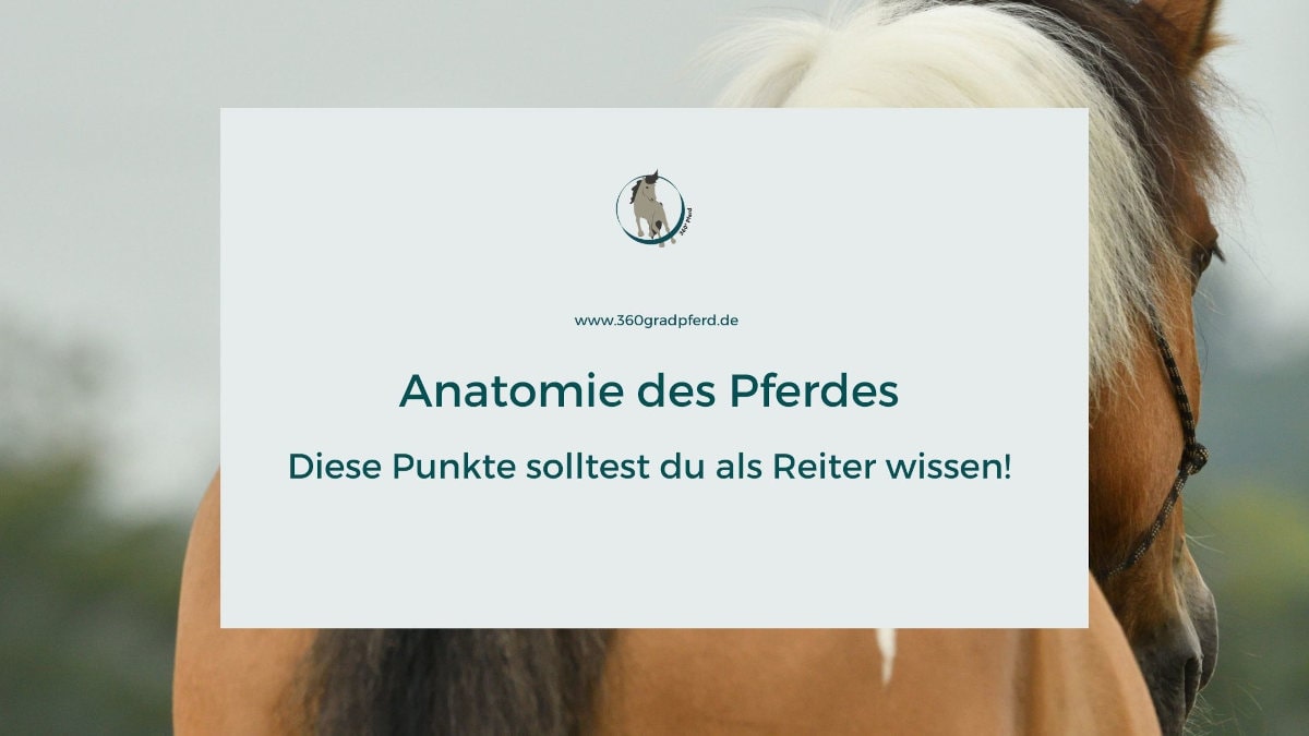 Banner Anatomie des Pferdes mit Reiter und Pferd, Produktinformation und Website
