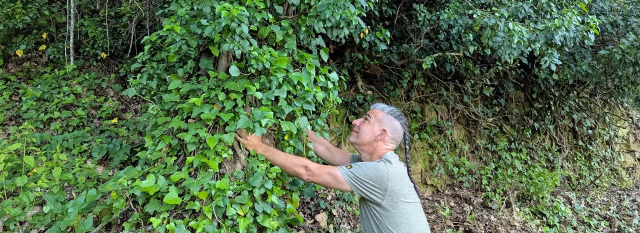 Mann berührt achtsam Efeu und Kletterpflanzen an einer Wand im Wald