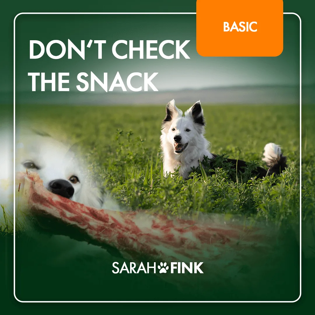 Zwei weiße Hunde auf Wiese mit Fleischstück, Kursmodul Basic Don't Check the Snack