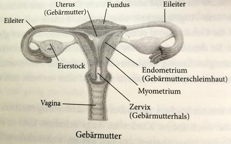 Anatomische Illustration des weiblichen Fortpflanzungssystems mit Beschriftungen