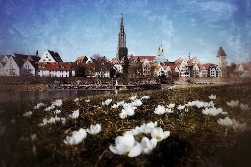 Ulm Stadtansicht mit Münster, Häuser und Wiese mit weißen Blüten im Vordergrund