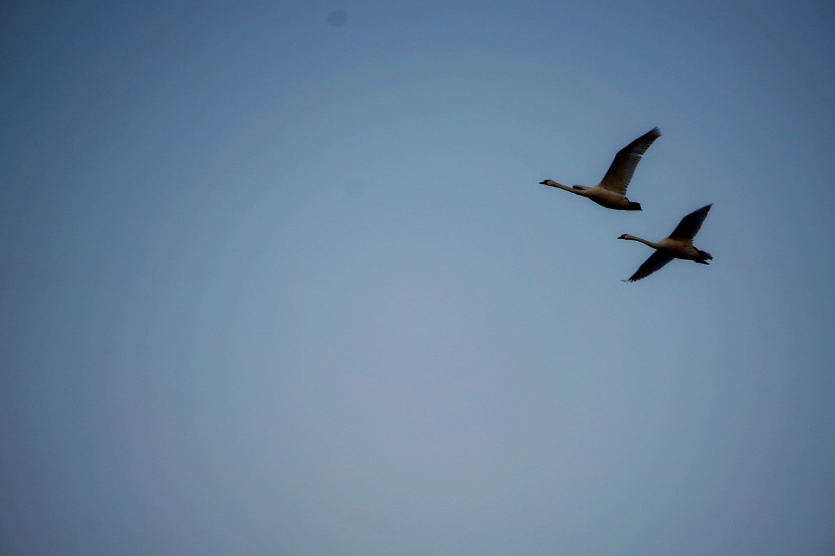 Zwei Schwäne fliegen am blauen Himmel in Formation