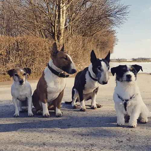 So lernt dein Hund mithilfe der Ablage Impulskontrolle 3 Vier verschiedene Hunde sitzen nebeneinander auf Asphalt vor Baum und Wasser