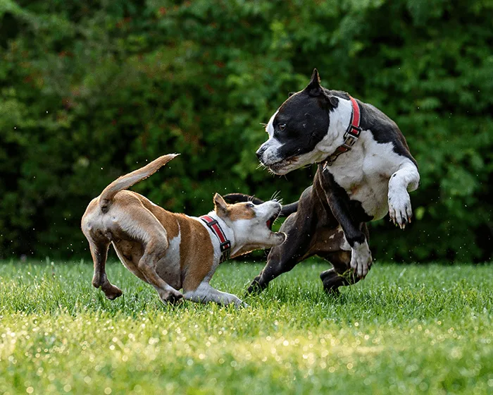 So lernt dein Hund mithilfe der Ablage Impulskontrolle 4 Zwei Hunde spielen und rangeln miteinander auf grüner Wiese mit Hecke im Hintergrund