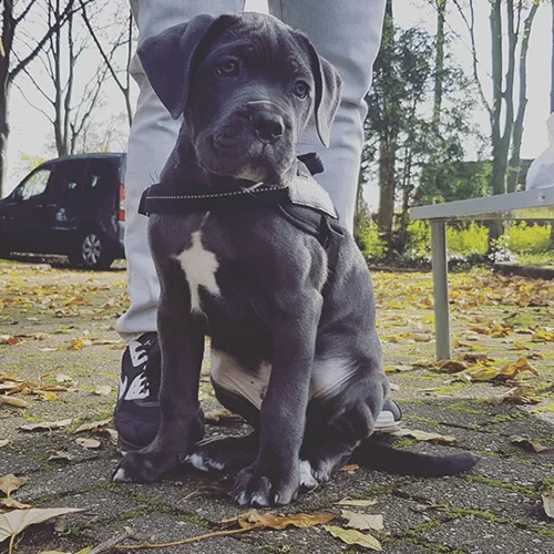 So lernt dein Hund mithilfe der Ablage Impulskontrolle 5 Schwarzer Hund mit weißem Brustfleck sitzt auf Asphalt vor männlichen Beinen, Wald im Hintergrund
