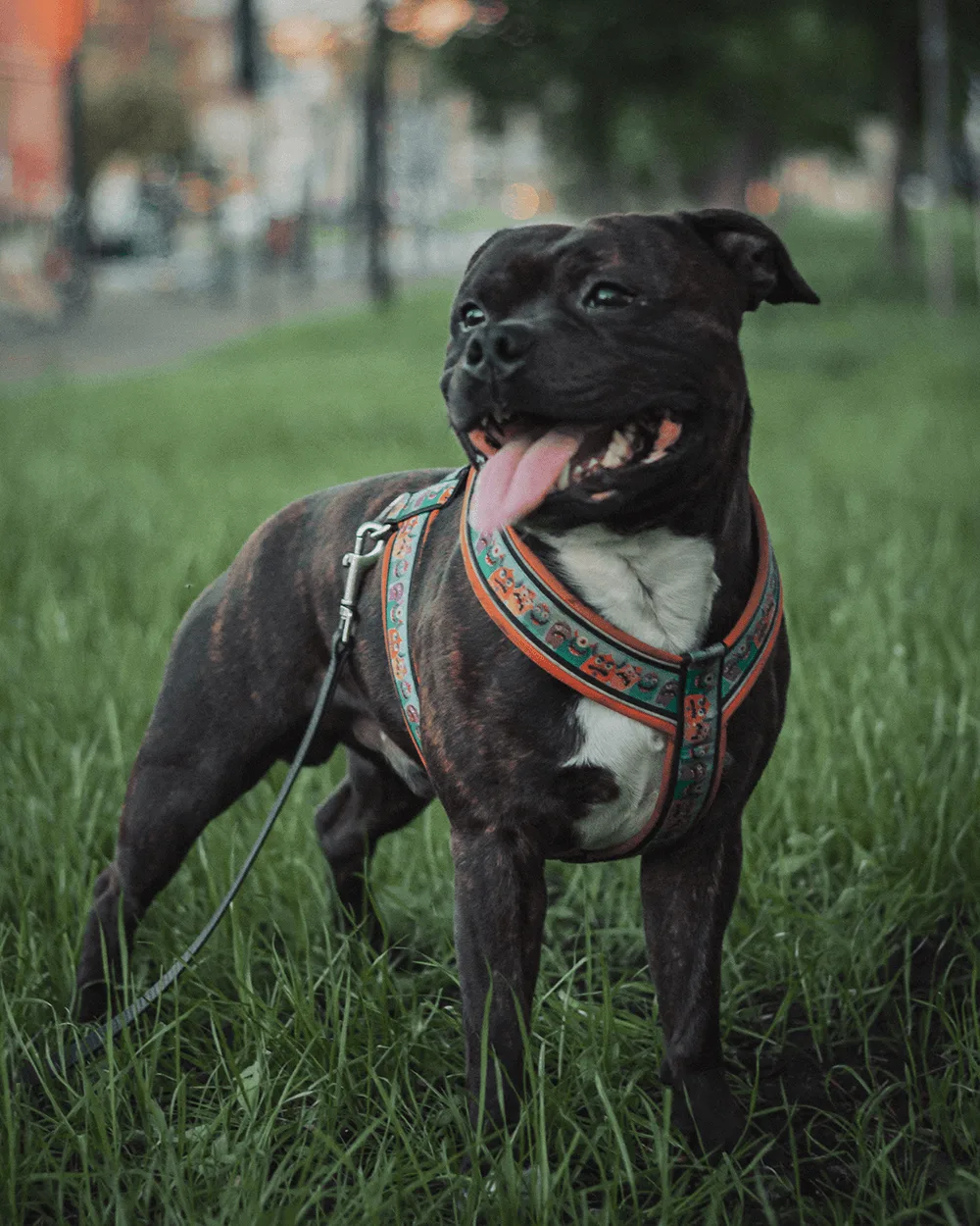 So lernt dein Hund mithilfe der Ablage Impulskontrolle 6 Schwarzer Hund mit weißem Brustfleck trägt buntes Geschirr und schaut nach oben auf grüner Wiese