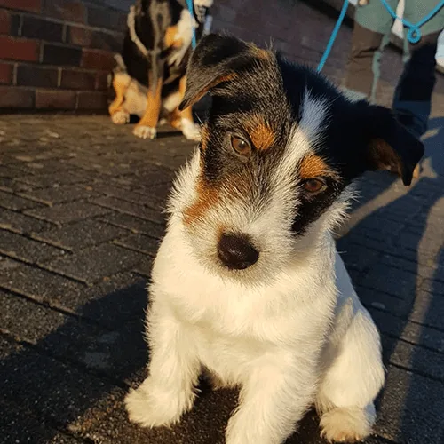 So lernt dein Hund mithilfe der Ablage Impulskontrolle 8 Braunweißer kleiner Hund schaut nach oben auf gepflastertem Untergrund mit anderen Hunden im Hintergrund