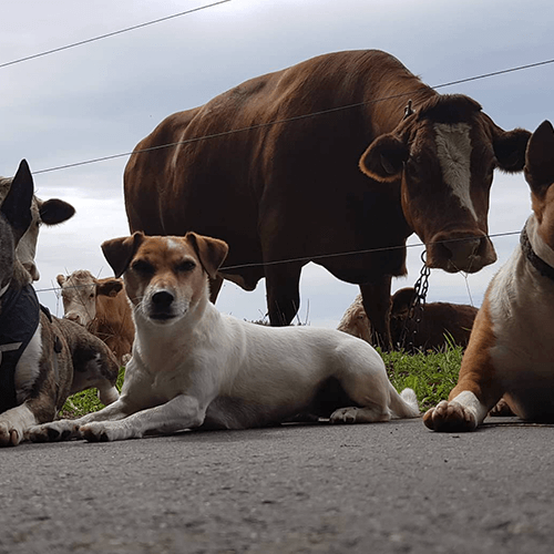 So lernt dein Hund mithilfe der Ablage Impulskontrolle 9 Braunweißer Hund liegt auf grauer Straße neben brauner Kuh und anderen Hunden