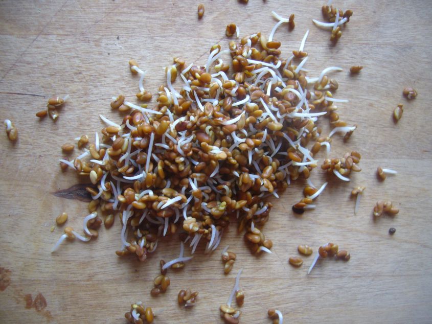 Alfalfasprossen mit weißen Keimlingen auf braunen Samen, auf Holzoberfläche