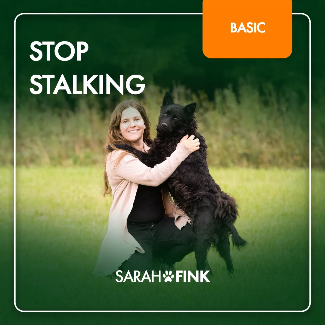 Stop Stalking Basic Kurs-Cover: Sarah Fink mit schwarzem Hund auf grüner Wiese, Kurs-Logo