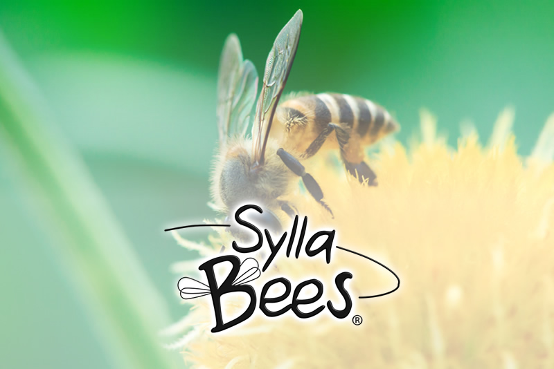 Sylla-Bees Bienen-Logo auf grünem Blüten-Hintergrund mit Titel Seminare und Coaching für nachhaltigen Erfolg