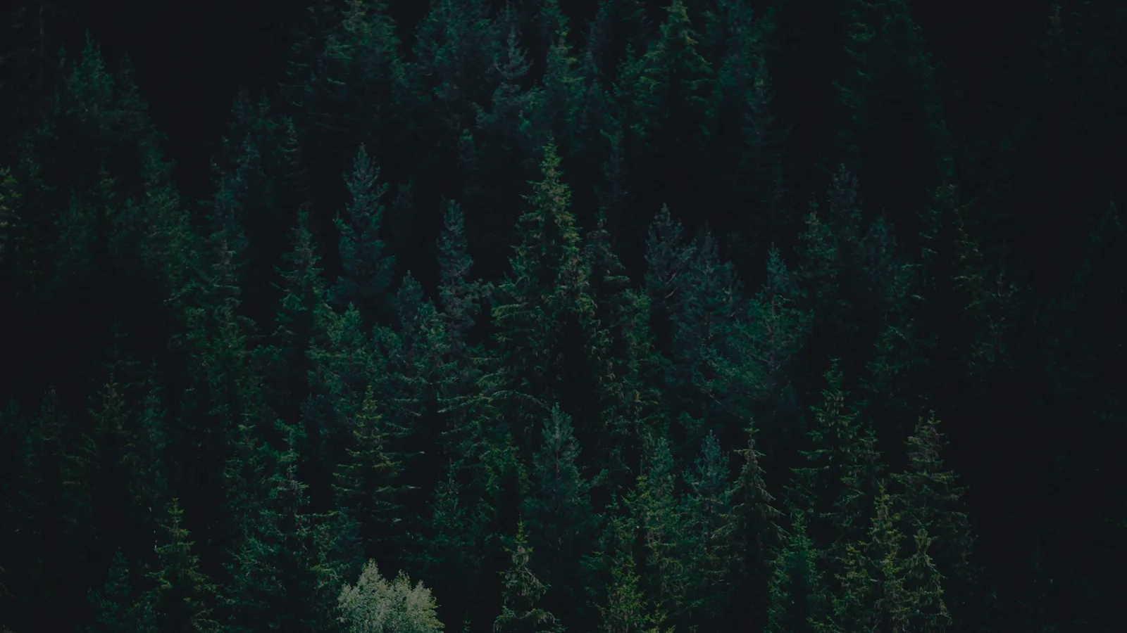 Dunkler Wald mit dicht stehenden Nadelbäumen, atmosphärisch