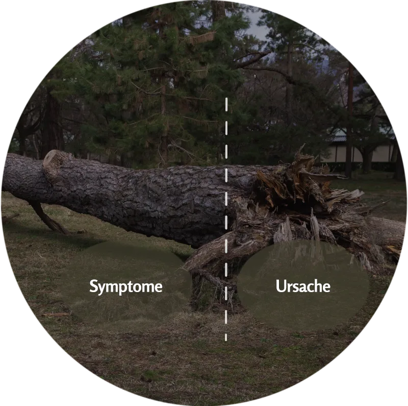 Entwurzelter Baum mit gestrichelter Linie, links beschriftet Symptome, rechts Ursache
