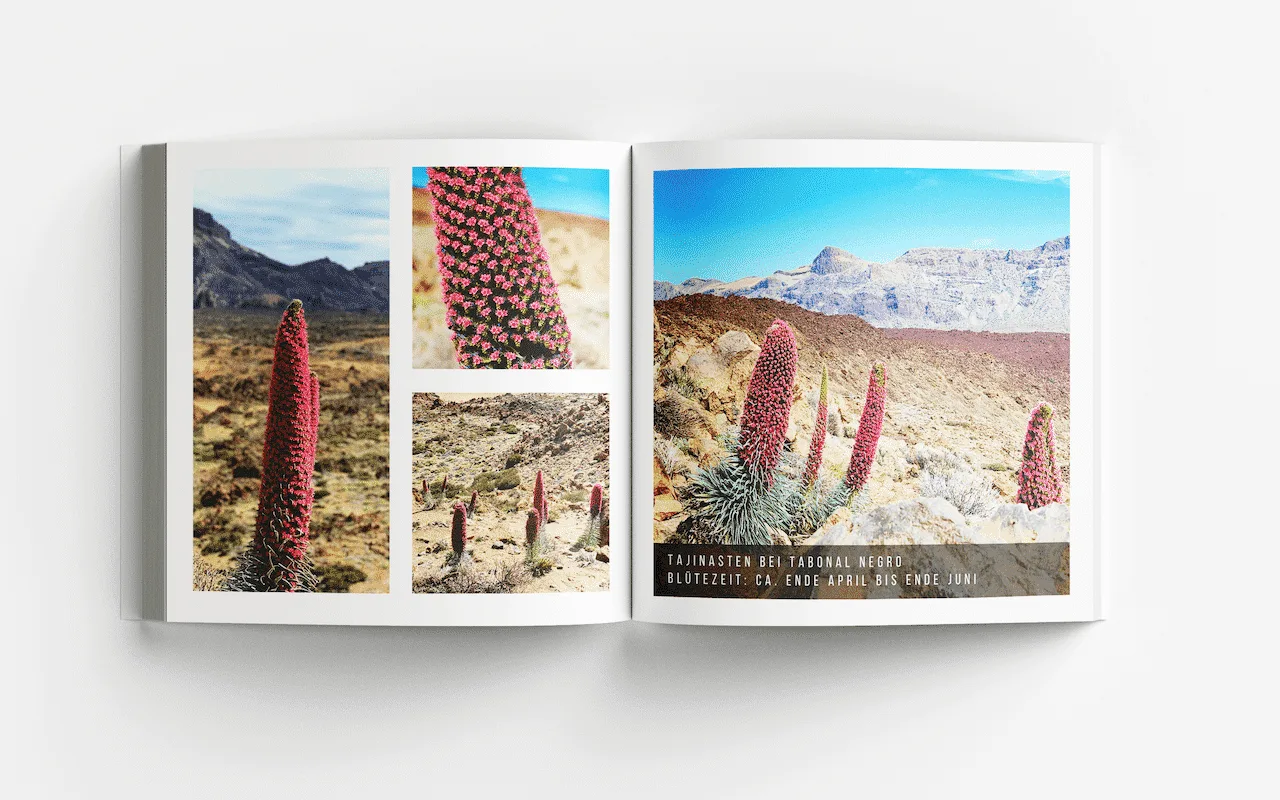 Bildband-Doppelseite über Tajinasten bei Tabonal Negro mit Fotografien roter Blüten und Vulkanlandschaft