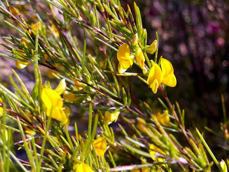Gelbe Blüten mit grünen Blättern und Knospen in Nahaufnahme