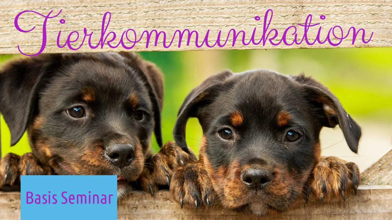 Basis Seminar Tierkommunikation Banner mit zwei Rottweiler-Hunden