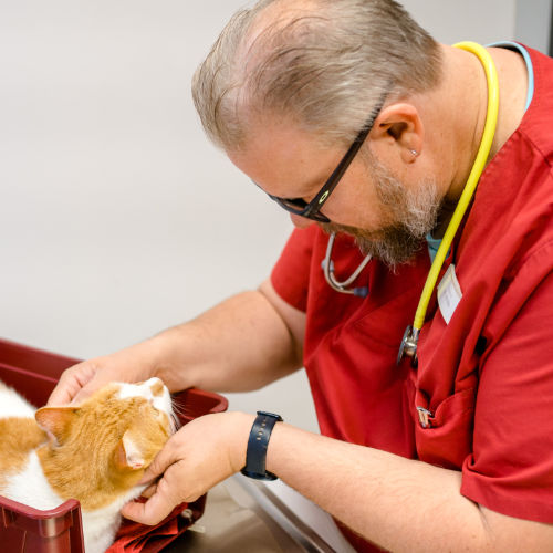Tierarzt Henning Wilts in rotem Arztkittel mit Stethoskop untersucht orange-weiße Katze