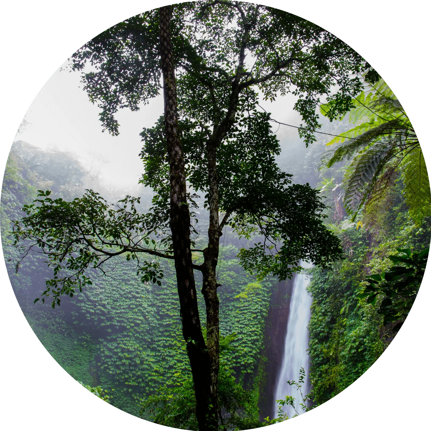 Regenwald mit Wasserfall, dichtes grünes Laub und Bäume in nebligem Dschungel