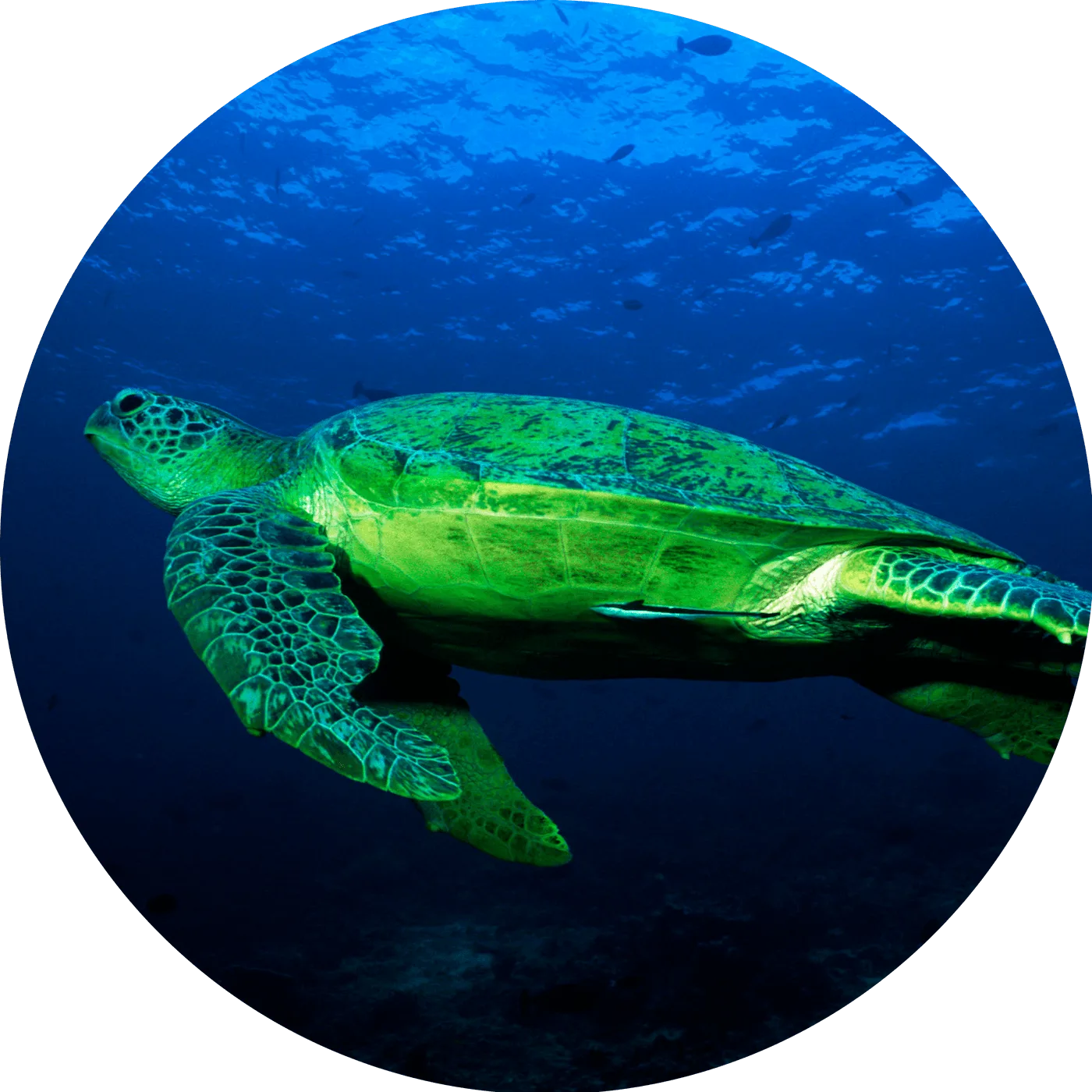 Grüne Meeresschildkröte schwimmt im blauen Meerwasser