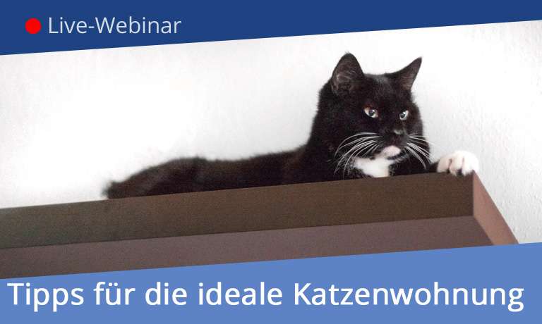 Banner für Live-Webinar mit schwarzer Katze und Text zur Katzenwohnung auf blauem Hintergrund