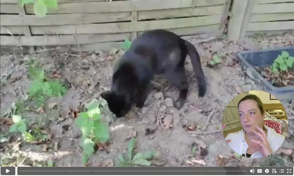 Videostandbild einer schwarzen Katze beim Graben im Außenbereich mit Porträt der Kursinstruktorin