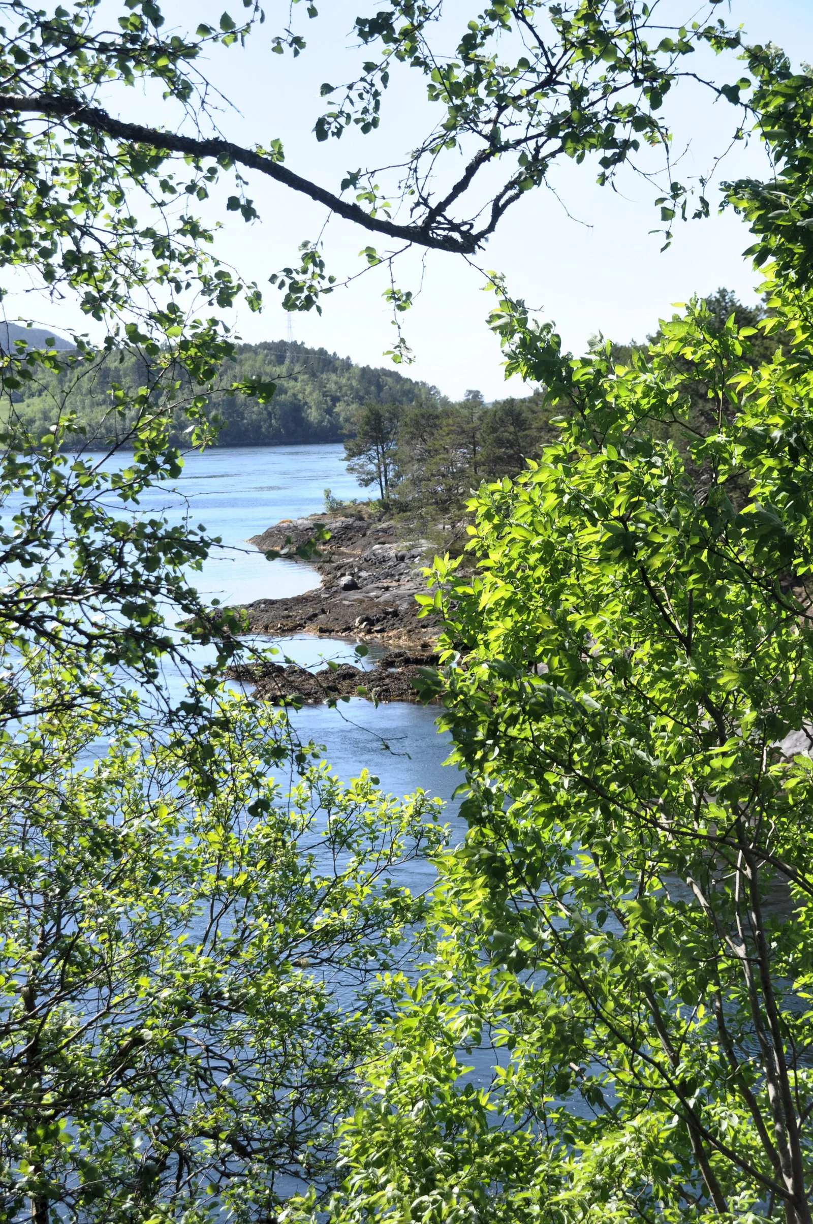 Seenlandschaft mit grünem Laubwerk im Vordergrund, ruhiges blaues Wasser und bewaldete Uferlinie