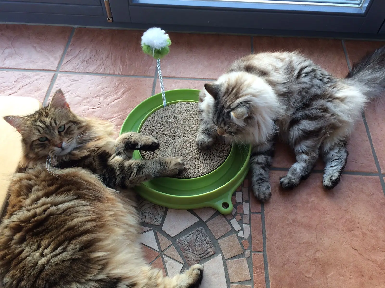 Zwei langhaarige Katzen an grünem Kratzbrett mit Spielzeug auf Terrassenboden