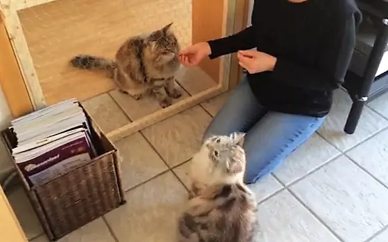 Zwei Katzen beim Training an Gittertür erhalten Leckerchen von Person