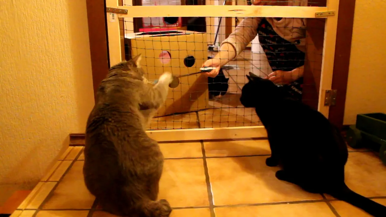 Videostandbild zwei Katzen trainieren an Gittertür mit menschlicher Hand und Spielzeug