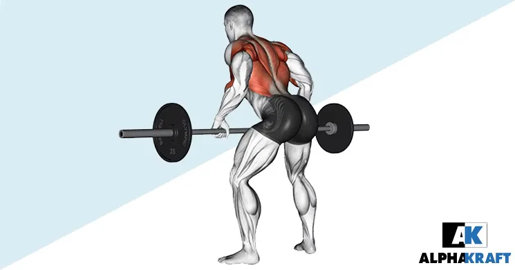 Langhantelrudern Trainingsübung Alphakraft Fitness