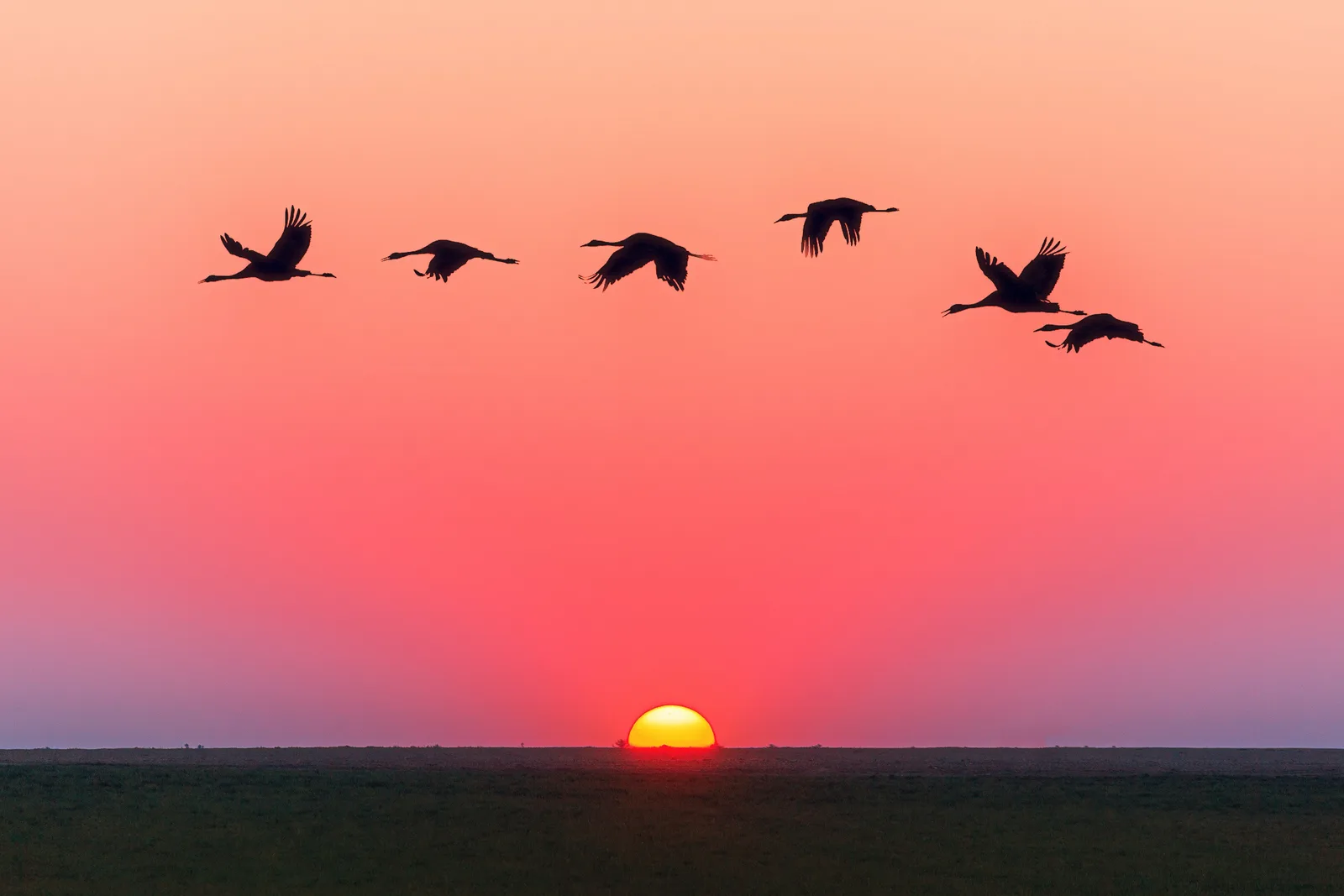 Sonnenuntergang am Horizont mit Kranichschwarm am Himmel, symbolisiert Trauer nach Fehlgeburt