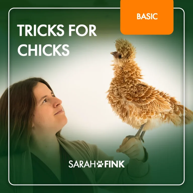 Tricks for Chicks – Videokurs zum Hühnertraining von Sarah Fink