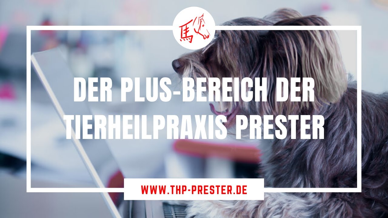Videothumbnail: Graues Pferd, Überschrift "Der Plus-Bereich der Tierheilpraxis Prester", Website www.thp-prester.de