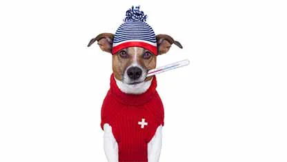 Kleiner Hund in rotem Pullover mit Schweizer Kreuz und blauer Mütze, hält Thermometer im Maul
