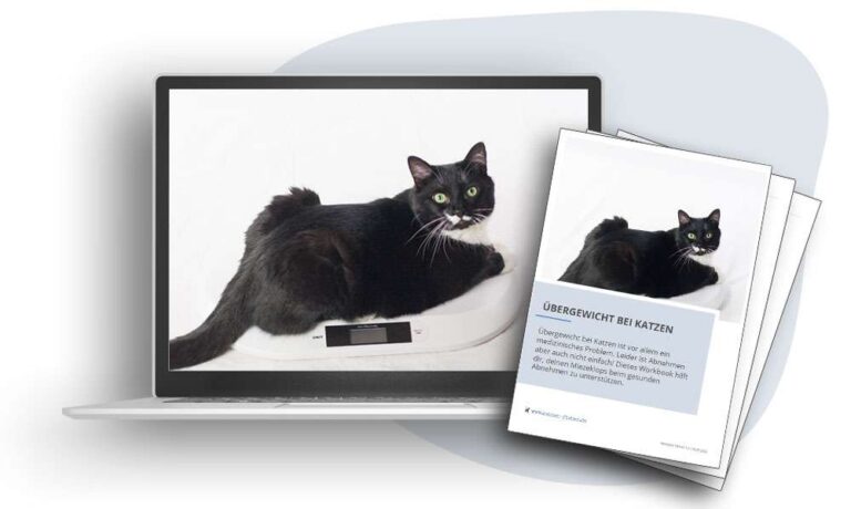 Übergewicht bei Katzen – Videokurs zum Abnehmen von Miriam Knischewski